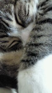 疲れてにゃん