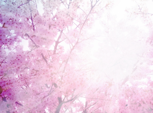 桜とお日さま